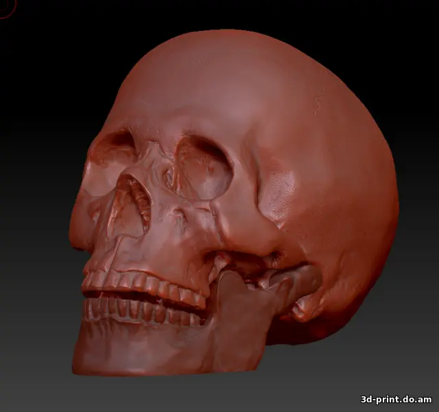 3D-модель "Череп с челюстью (3д скан с гипсовой лепнины)"