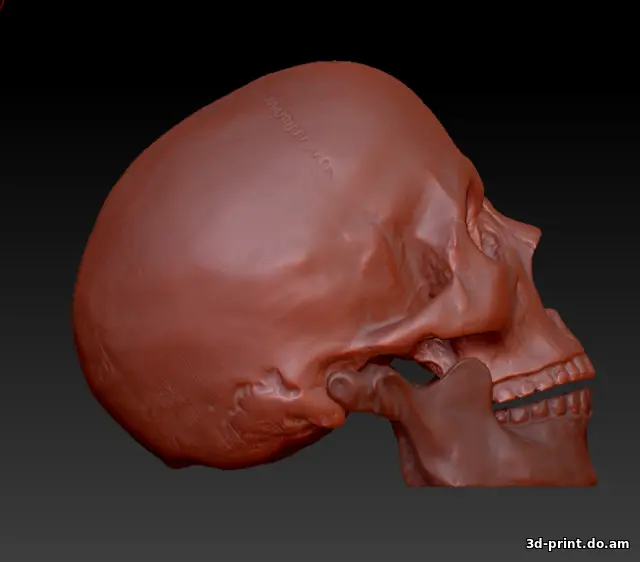 3D-модель "Череп с челюстью (3д скан с гипсовой лепнины)"