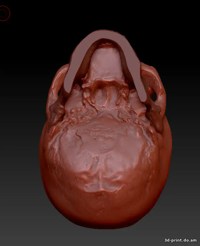 3D-модель "Череп с челюстью (3д скан с гипсовой лепнины)"