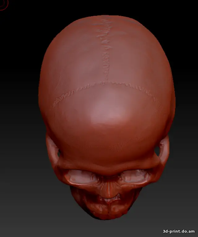 3D-модель "Череп с челюстью (3д скан с гипсовой лепнины)"