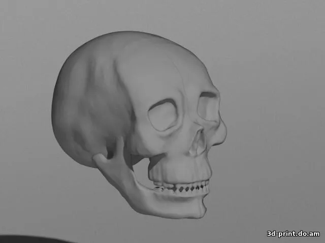 3D-модель "Череп человека"