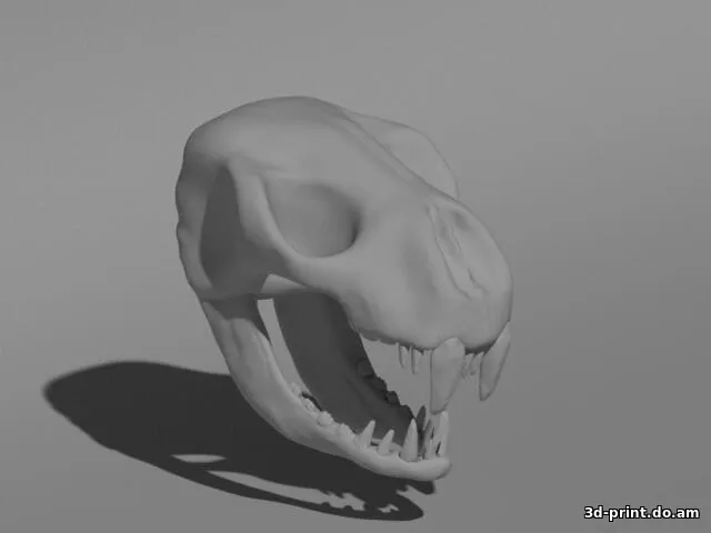 3D-модель "Череп саблезубого тигра"