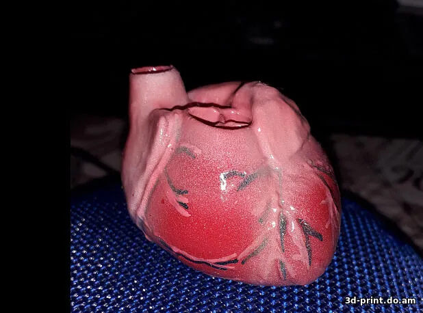 3D-модель "Анатомическая модель сердца"