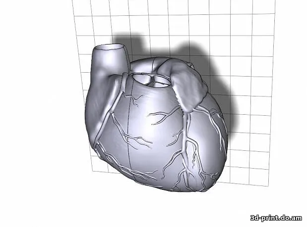 3D-модель "Анатомическая модель сердца" 3D-модель "Анатомическая модель сердца"