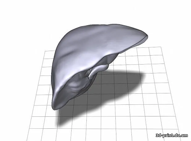 3D-модель "Анатомическая модель печени"