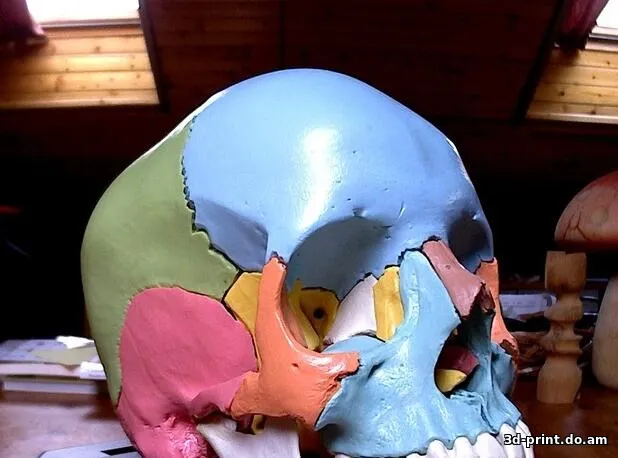 3D-модель "Череп для изучения анатомии" — STL модель для 3D-печати