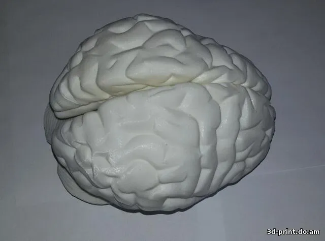 3D-модель "Детализированный человеческий мозг (разборный)"