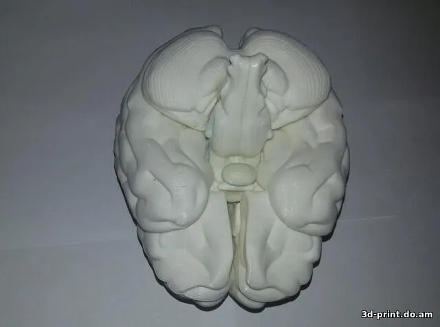 3D-модель "Детализированный человеческий мозг (разборный)"