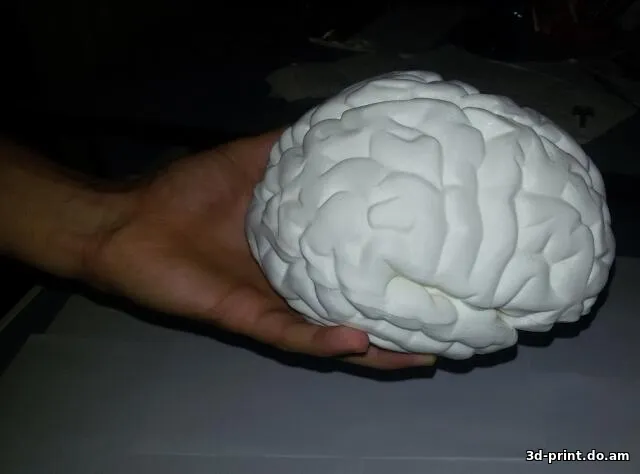 3D-модель "Детализированный человеческий мозг (разборный)"