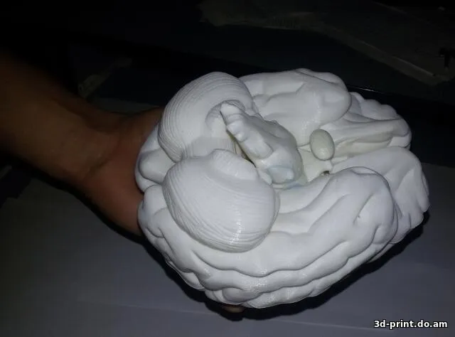 3D-модель "Детализированный человеческий мозг (разборный)"